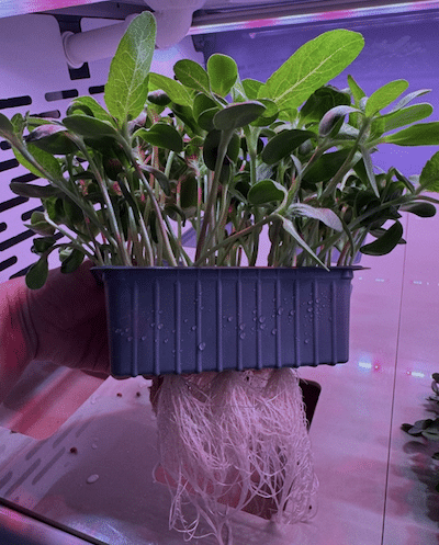 Explore Norbertov’s new Biodiversity Classroom! Pupils learn about sustainability by growing hydroponic herbs and microgreens hands-on.