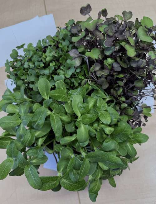 Fresh greens and hands-on learning! Discover how our new hydroponic Biodiversity Classroom at Norbertov brings food education to life.